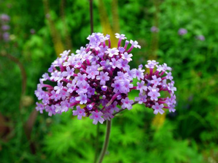 Immagini di fiori autunnali: Verbena - fiore da giardino, fiorisce dalla primavera all'autunno