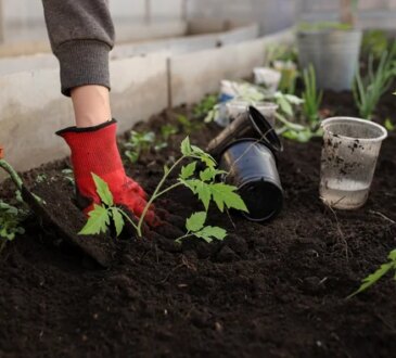 Il segreto ben custodito dei giardinieri esperti. Con cosa spruzzo il giardino in primavera, per tenere lontani i parassiti e per avere raccolti abbondanti