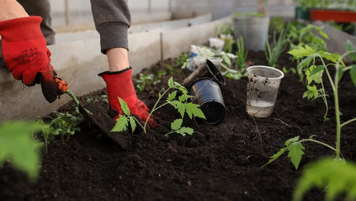 Il segreto ben custodito dei giardinieri esperti. Con cosa spruzzo il giardino in primavera, per tenere lontani i parassiti e per avere raccolti abbondanti