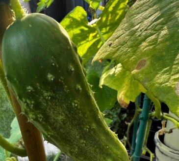 Il segreto delle verdure più buone, più grandi e più sane. Quali banali ingredienti da cucina devi radicare per goderti un raccolto abbondante