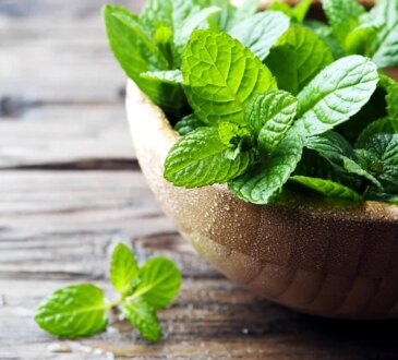 Il trucco del giardinaggio per far sì che una pianta di menta abbia foglie fresche tutto l'anno