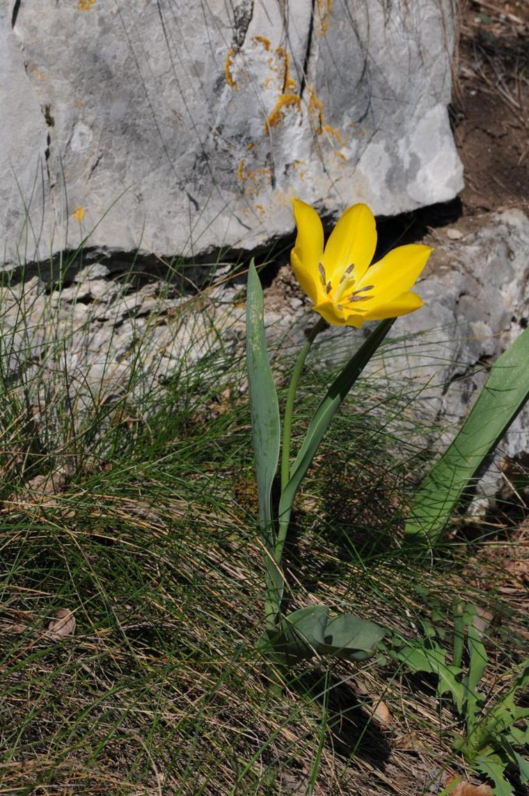 Tulipani, fiori primaverili speciali. Come prendersi cura e conservare i tulipani