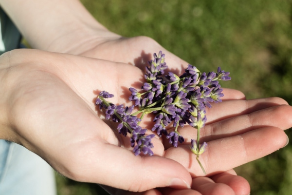 Un'intera stagione senza zanzare e zecche. Semina senza indugio queste piante nel tuo giardino