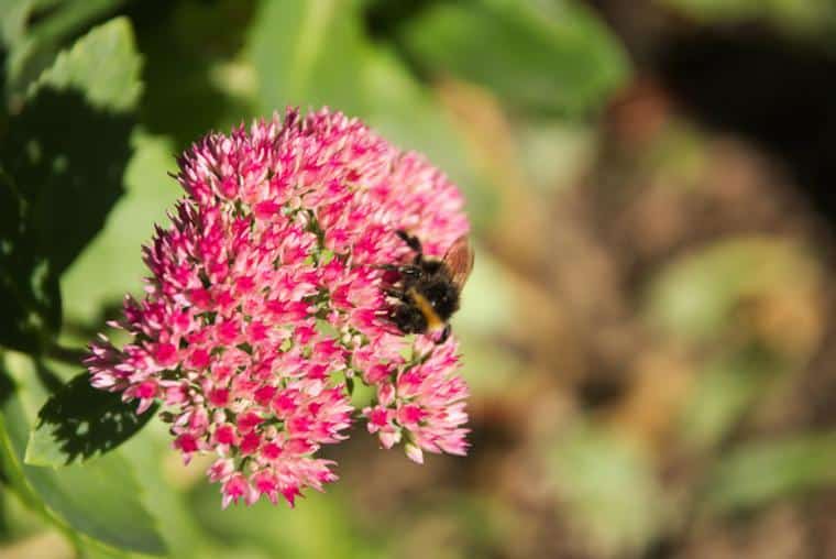 Immagini di fiori autunnali: Fortuna - fiore autunnale rosa