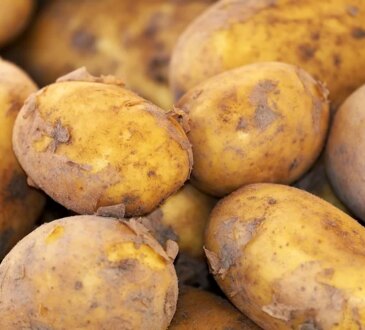 Quando piantare le patate in giardino. Il tuo raccolto sarà impressionante