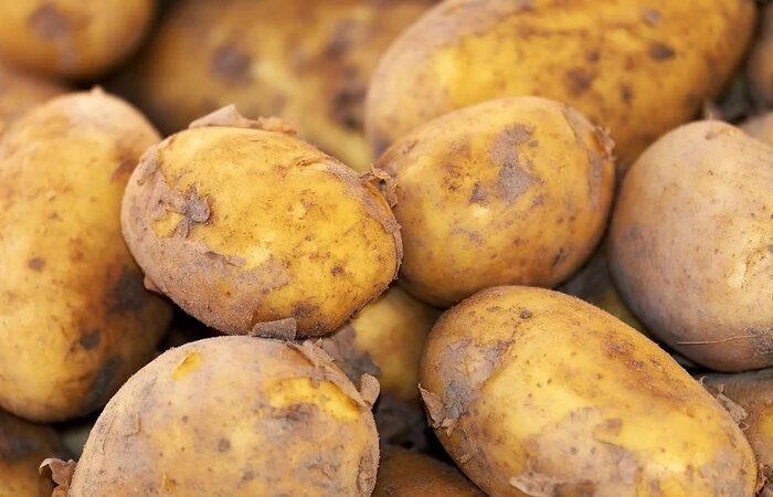 Quando piantare le patate in giardino. Il tuo raccolto sarà impressionante