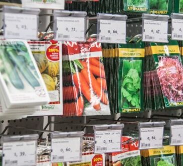 Questi fiori vanno seminati come piantine già a gennaio: in primavera non ne avrete mai abbastanza dell'aiuola