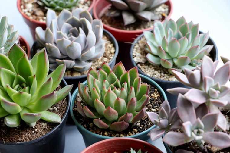 Piante succulente. Consigli per la cura delle piante in vaso o in giardino