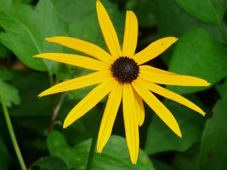 Immagini di fiori autunnali: Rudbeckia - un fiore che necessita di cure minime