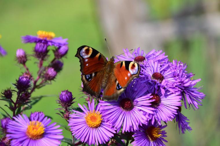 Immagini di fiori autunnali: Stelle autunnali - piante perenni dai colori vivaci. Immagini di fiori autunnali