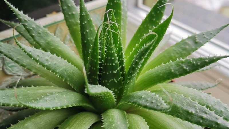 Aloe Vera