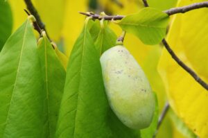 L'Asimina trilobata produce frutti molto saporiti.