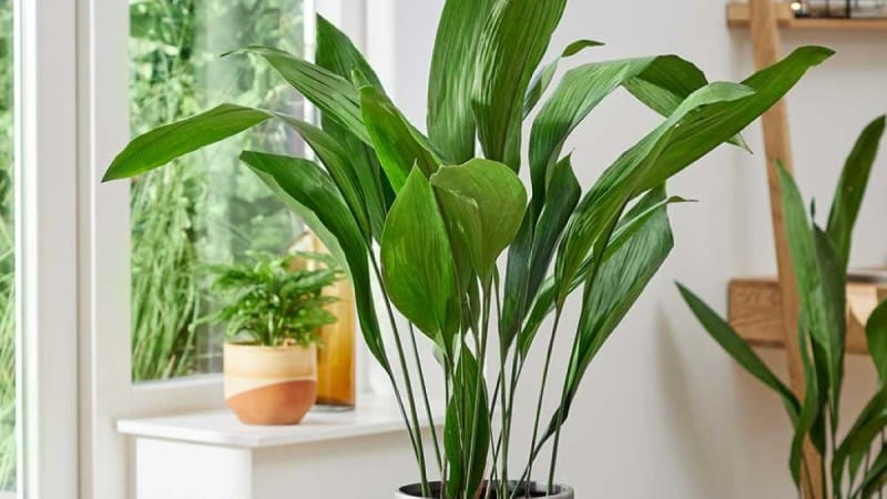 Aspidistra