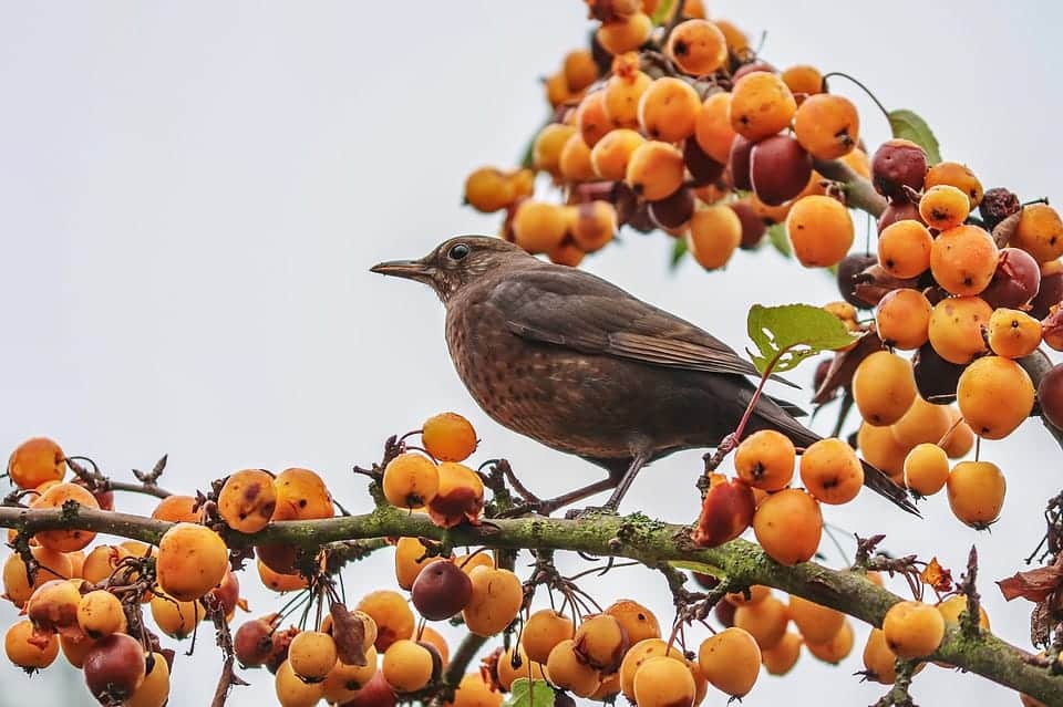 protezione della frutta dagli uccelli