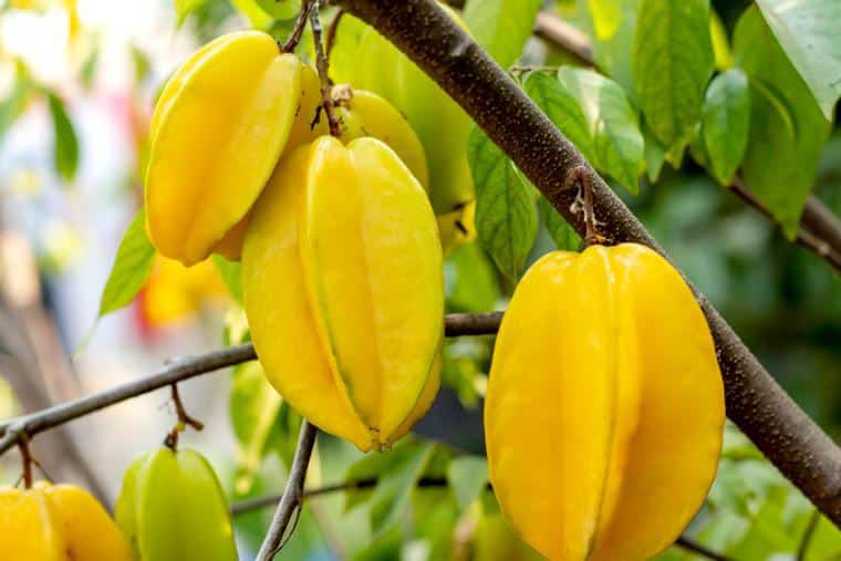 Carambola, la carambola che protegge cuore e sistema immunitario