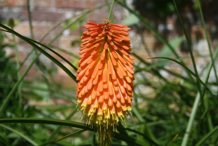 Immagini di fiori autunnali: Giglio fiaccola - vaso o fiore da giardino