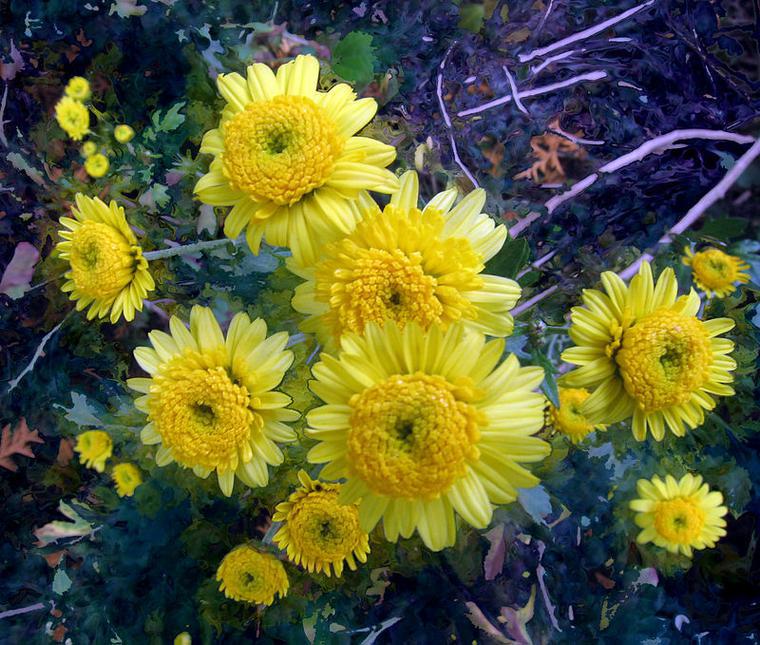 crisantemi gialli nel giardino