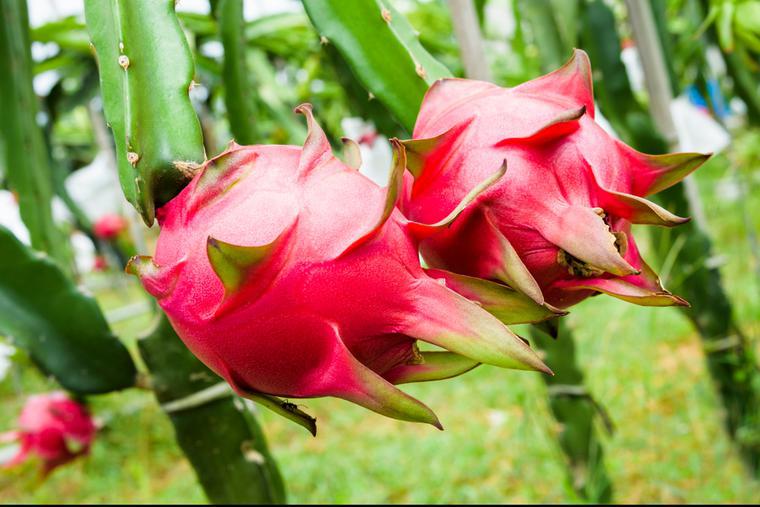 Frutto del drago. I benefici e le proprietà del pitaya