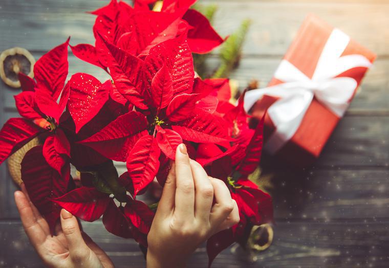 Come prendersi cura di Babbo Natale. Suggerimenti e trucchi per la stella di Natale