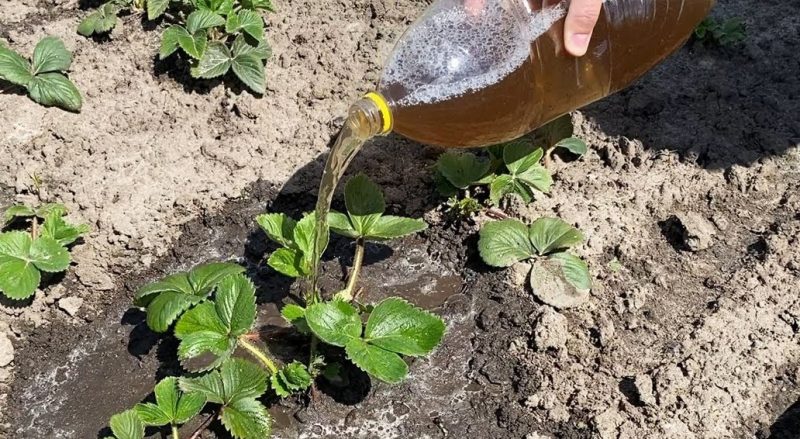 Assicurati di provare questi fertilizzanti fatti in casa per le fragole! Ti ripagheranno con un raccolto abbondante per la tua gentilezza