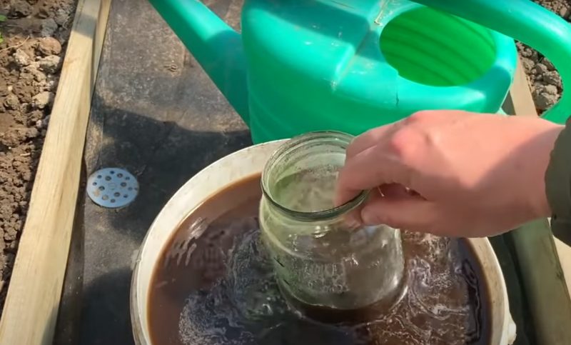 Assicurati di provare questi fertilizzanti fatti in casa per le fragole! Ti ripagheranno con un raccolto abbondante per la tua gentilezza