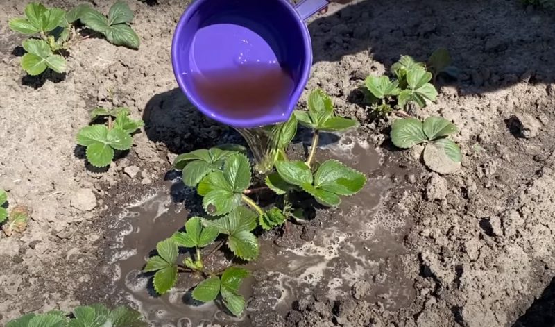 Assicurati di provare questi fertilizzanti fatti in casa per le fragole! Ti ripagheranno con un raccolto abbondante per la tua gentilezza