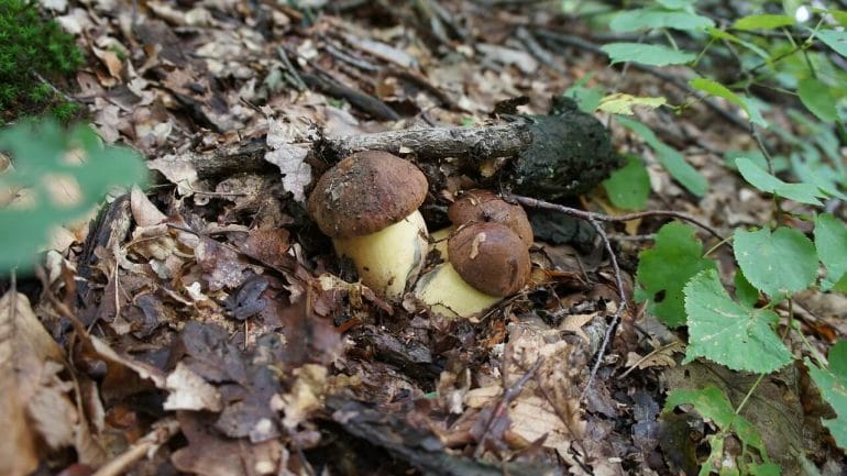 funghi sterilizzati - ricetta