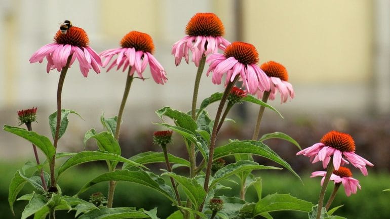 Spray efficace contro il mal di gola? Creane uno tuo con l'echinacea