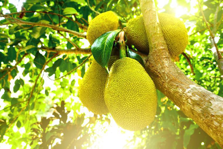 Jackfruit, il frutto gigante dal sapore più strano del mondo