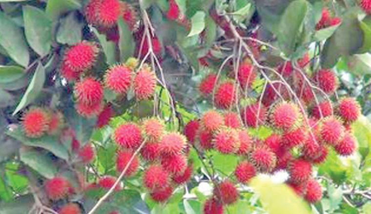 Rambutan, il frutto spinoso come un riccio, ma gustoso e sano