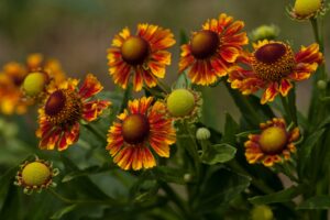 Bellezze autunnali che allieteranno il vostro giardino