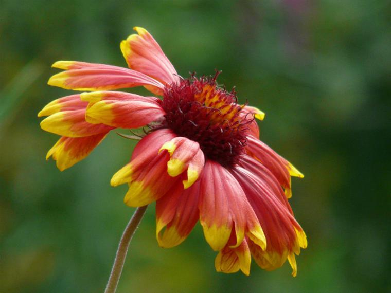 Immagini di fiori autunnali: Helenium - pianta da giardino con fiori rosa, rossi, arancioni o gialli