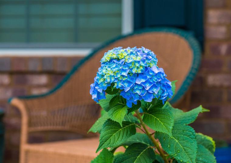 Piante che non dovresti tenere in casa. Portano sfortuna, povertà e sfortuna