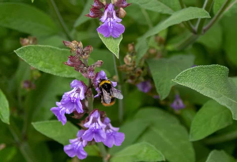 come prevenire la sudorazione - salvia