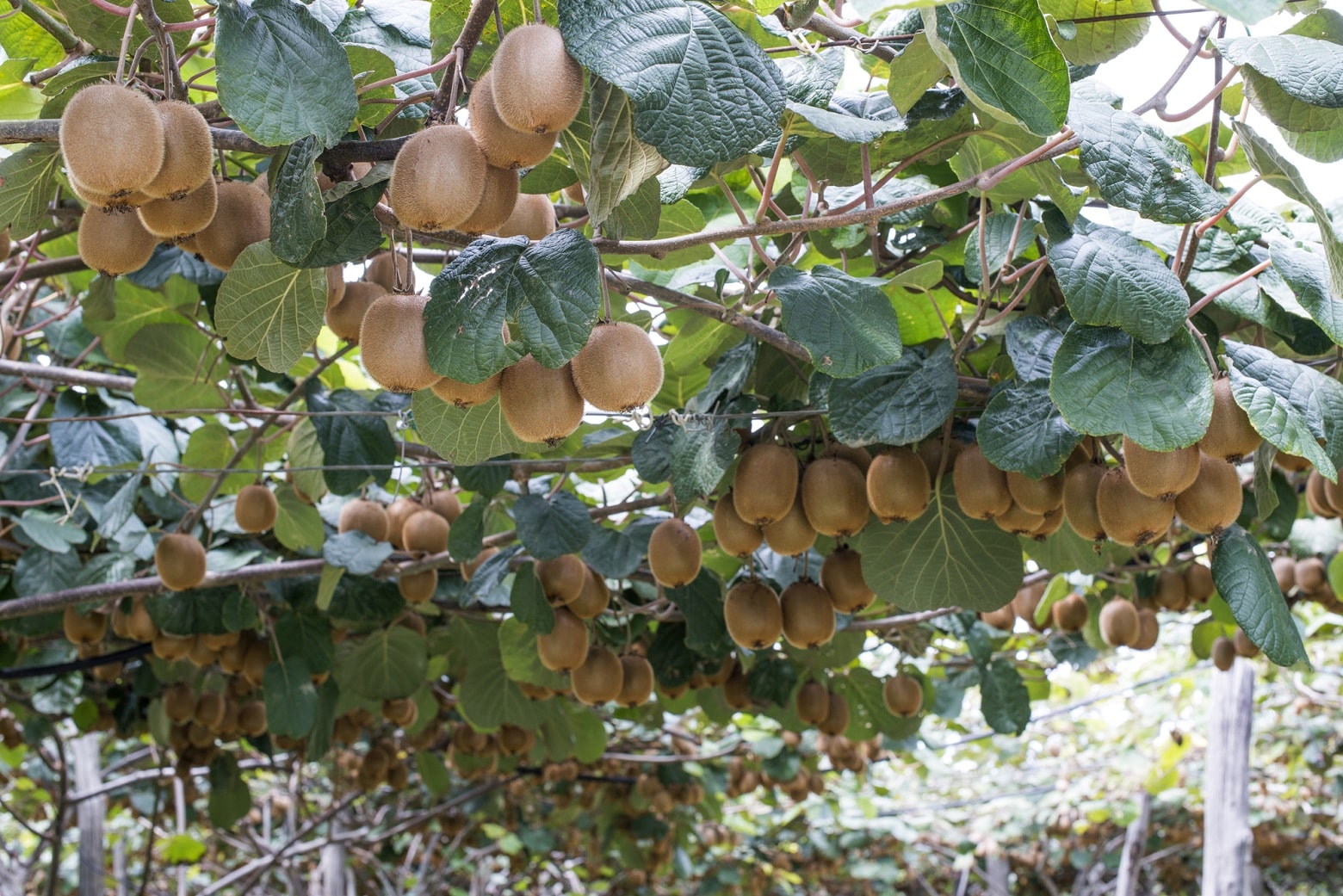 Motivi per cui il tuo cespuglio di 10 anni non dà frutti Ecco come coltivare il kiwi