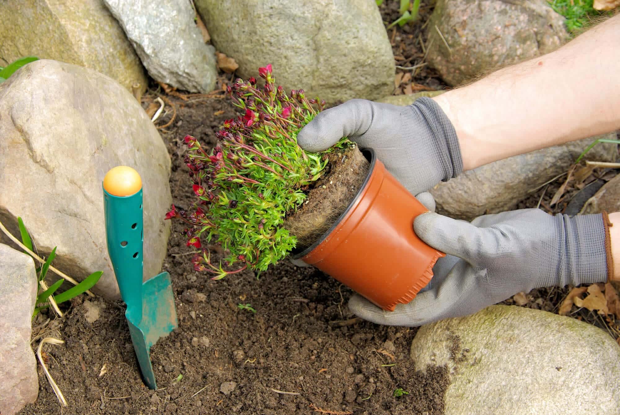 Idee intelligenti per giardini rocciosi per piccole piante