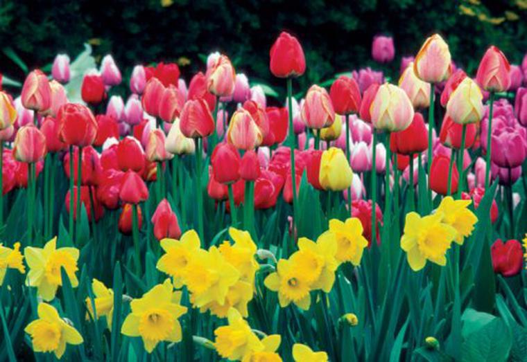 Tulipani, fiori primaverili speciali. Come prendersi cura e conservare i tulipani