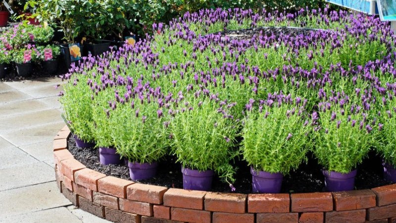 Lavanda 