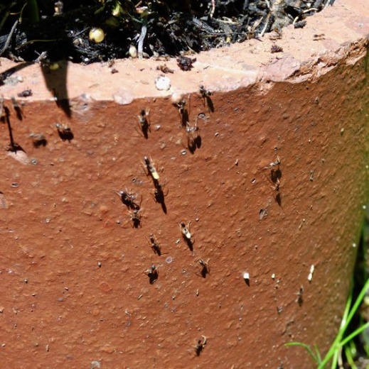 Mi sono sbarazzato definitivamente delle formiche in casa e in giardino. Mi sono affidato ai vecchi consigli e hanno ribaltato la situazione!