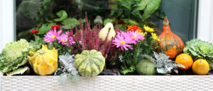 Un bel balcone autunnale: ci pensano queste piante.