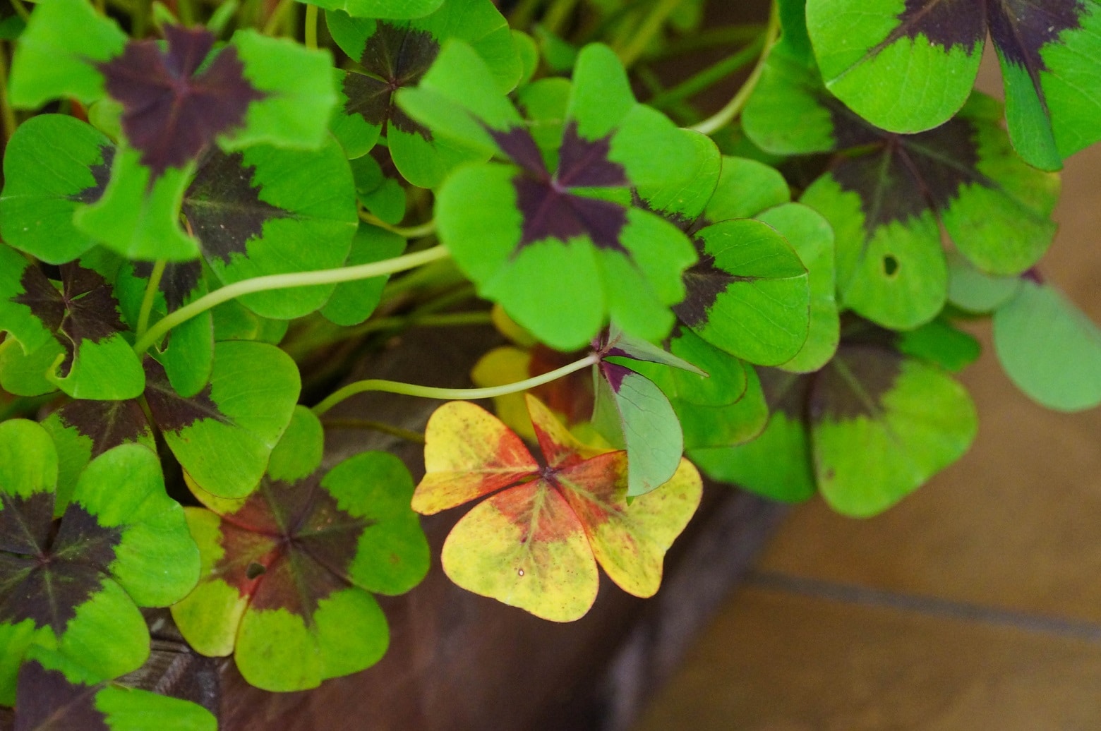 Trifoglio ornamentale: come coltivarlo correttamente e distinguerlo dall'oxalis