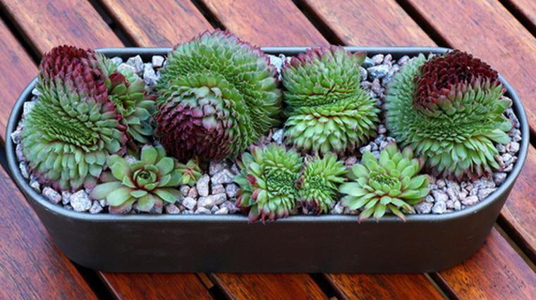 Piante succulente. Consigli per la cura delle piante in vaso o in giardino