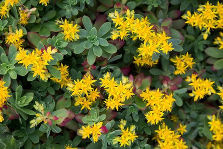 Piante succulente. Consigli per la cura delle piante in vaso o in giardino