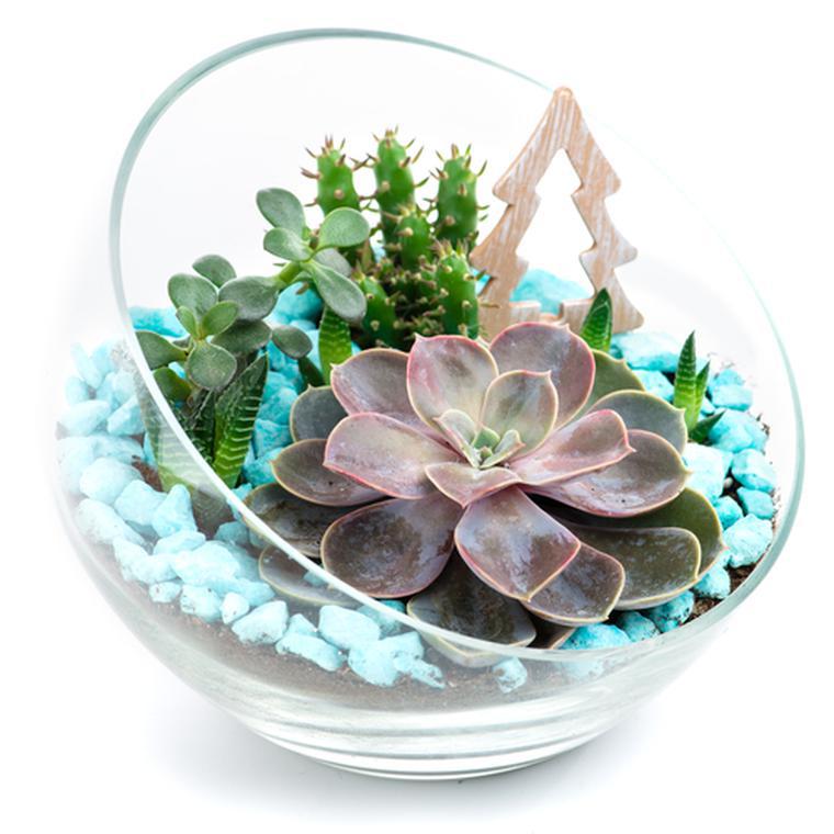 Piante succulente. Consigli per la cura delle piante in vaso o in giardino