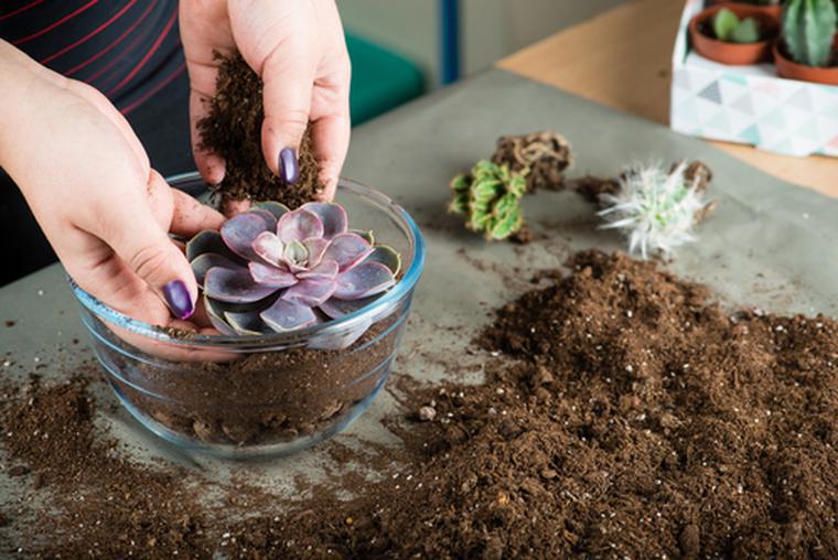 Piante succulente. Consigli per la cura delle piante in vaso o in giardino