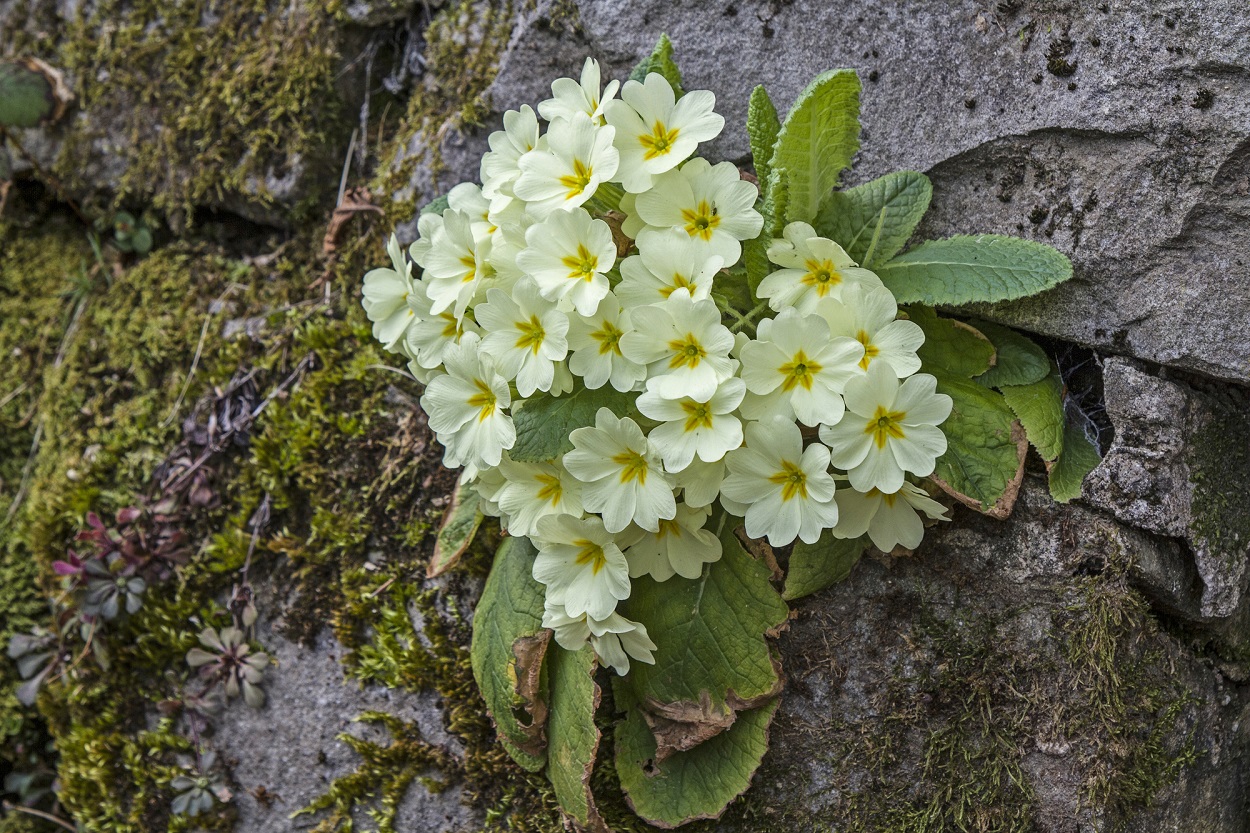 Primula