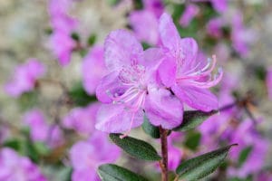 Un fiore blu nel tuo giardino.