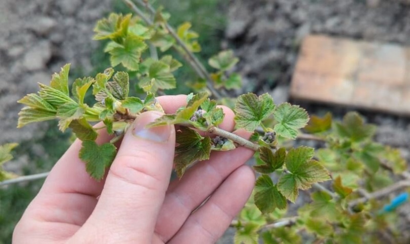 Mia nonna spruzzava il ribes con il suo collaudato spray all'aglio. Non abbiamo avuto il tempo di raccogliere il dolce raccolto