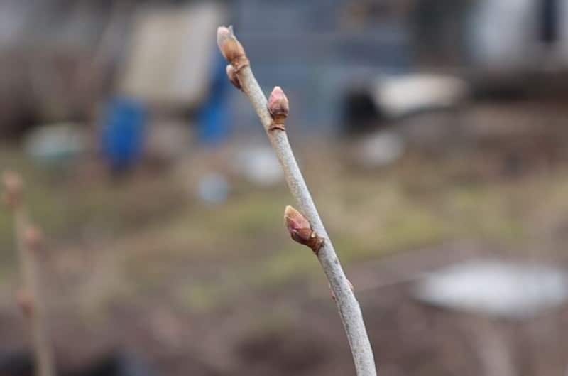 Mia nonna spruzzava il ribes con il suo collaudato spray all'aglio. Non abbiamo avuto il tempo di raccogliere il dolce raccolto