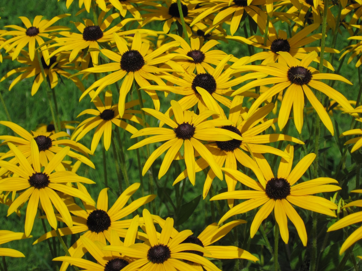 rudbeckia